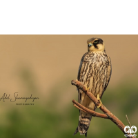 گونه لیل Eurasian Hobby